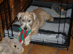 Alfie July 08